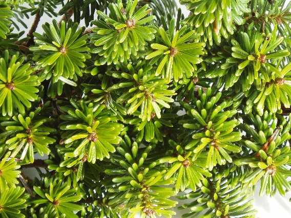 Abies homolepis 