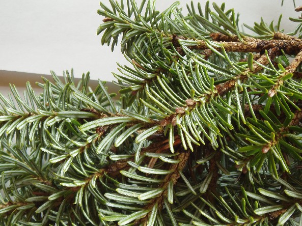 Abies homolepis 