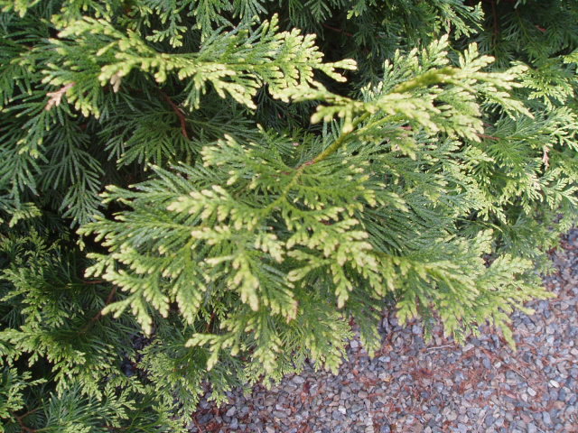 Thuja plicata 