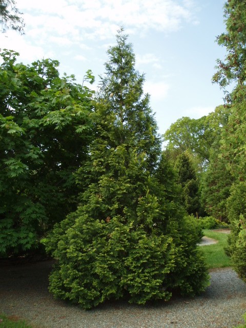 Thuja plicata 