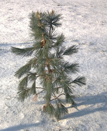 Pinus flexilis 