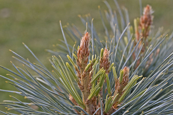 Pinus flexilis 