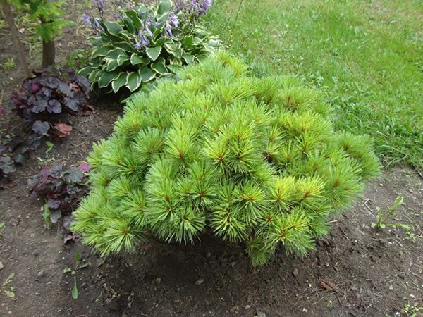 Pinus strobus 
