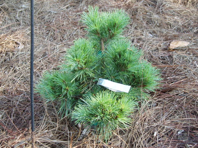 Pinus strobus 