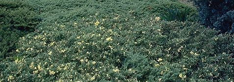 Juniperus davurica 