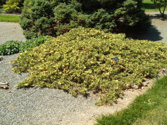 Juniperus davurica 