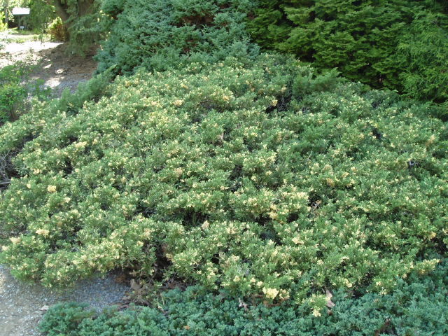 Juniperus chinensis 