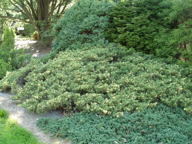 Juniperus chinensis 