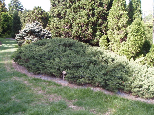 Juniperus squamata 