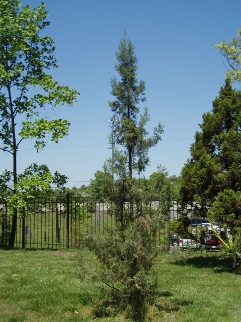 Juniperus chinensis 