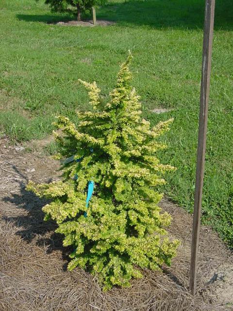 Tsuga canadensis 