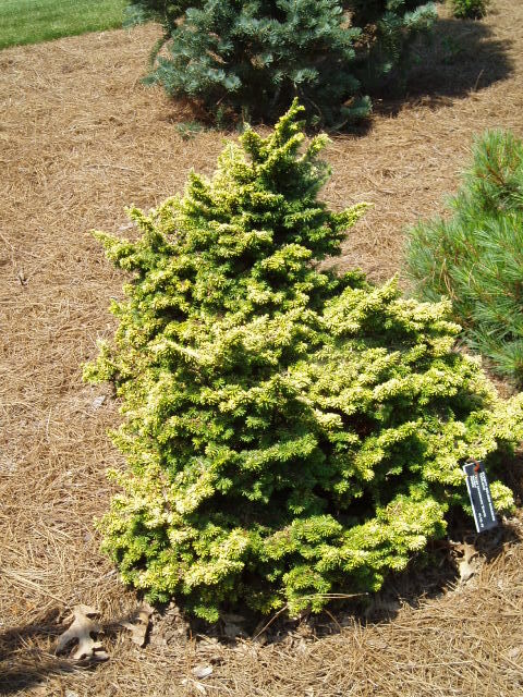 Tsuga canadensis 