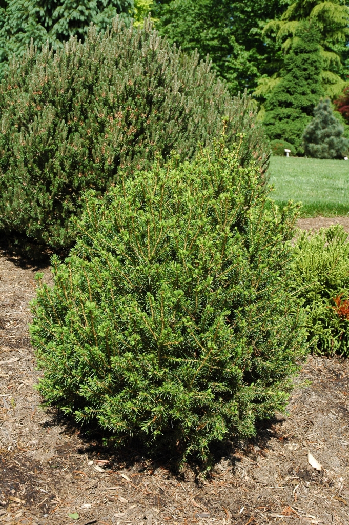 Picea abies 