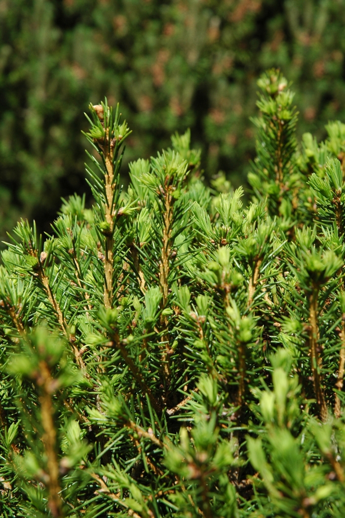 Picea abies 