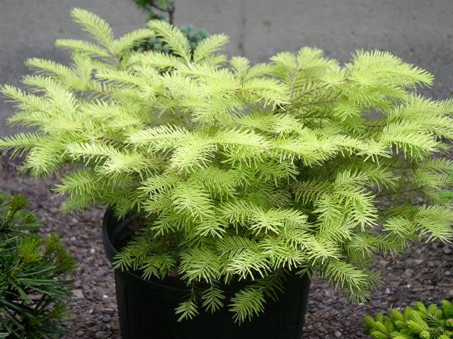 Abies balsamea 