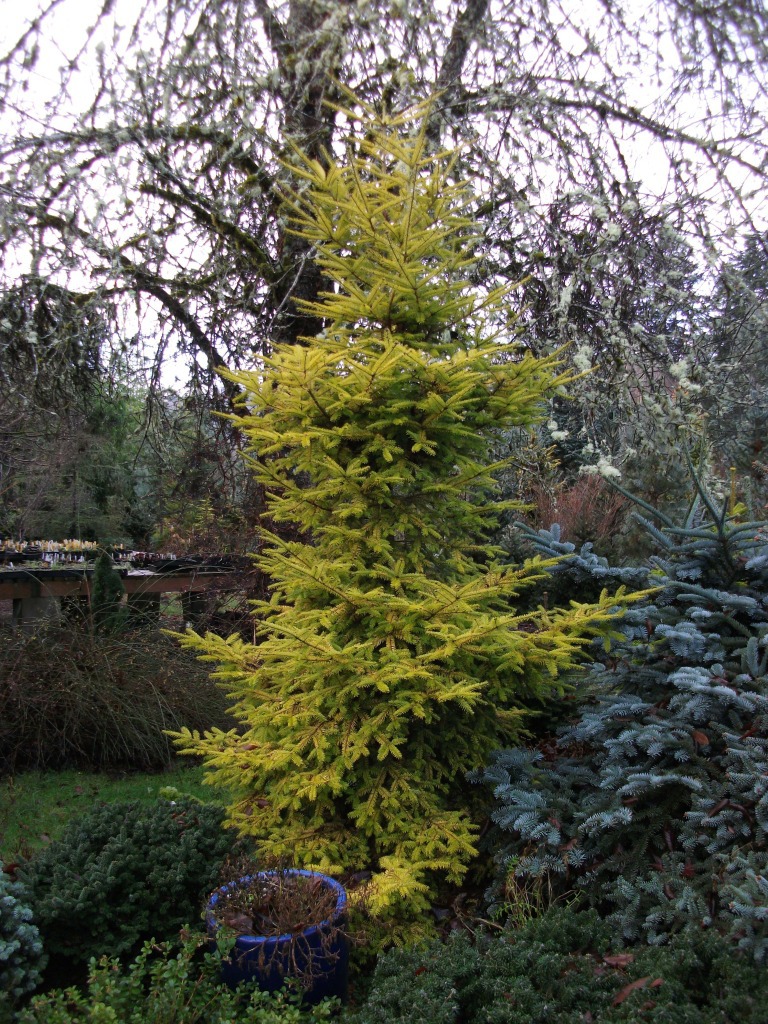Abies balsamea 