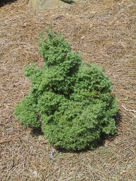 Chamaecyparis obtusa 