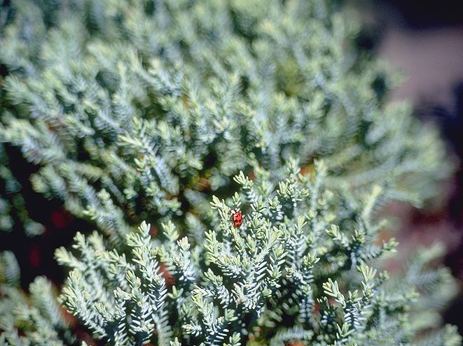 Chamaecyparis obtusa 