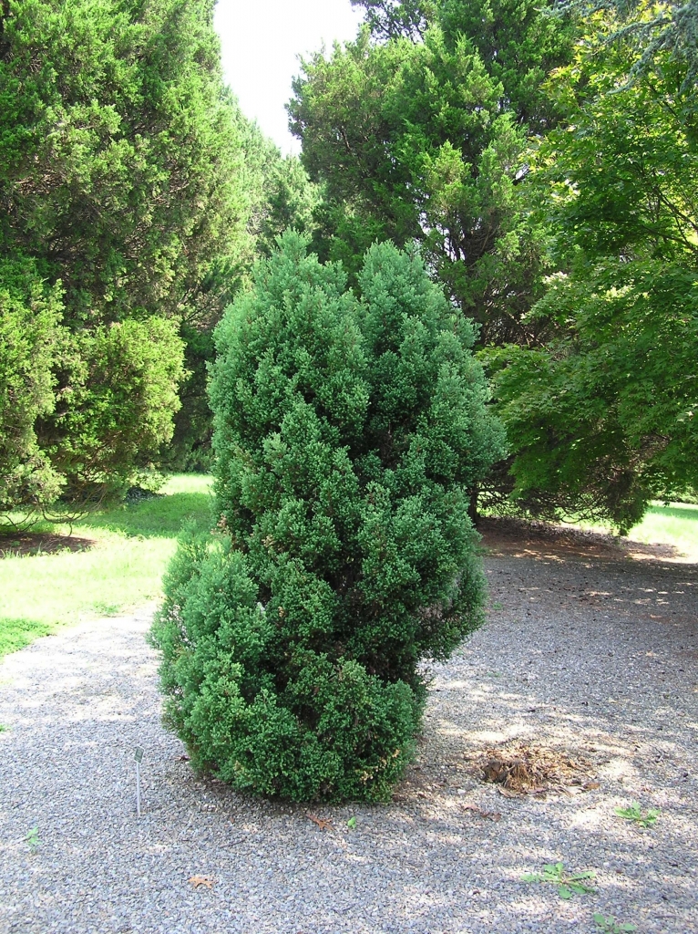 Chamaecyparis thyoides 