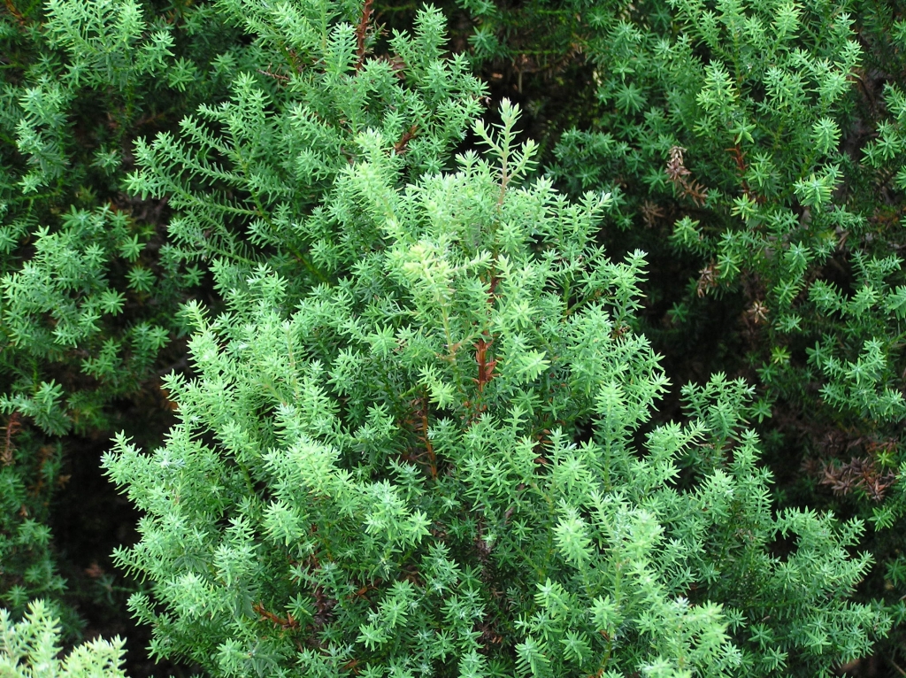 Chamaecyparis thyoides 
