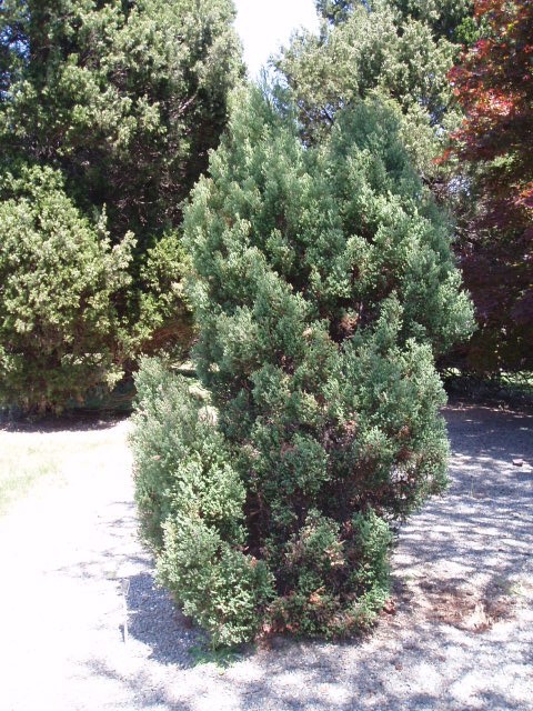 Chamaecyparis thyoides 