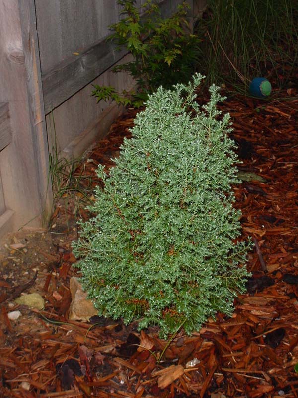 Chamaecyparis thyoides 