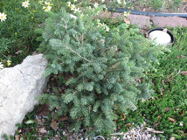 Picea mariana 