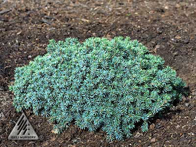 Picea mariana 