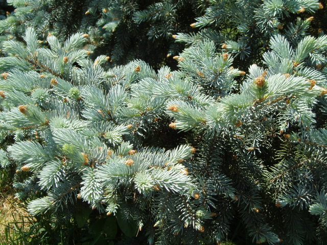 Picea pungens 