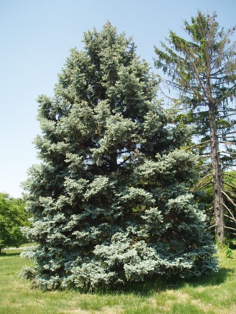 Picea pungens 