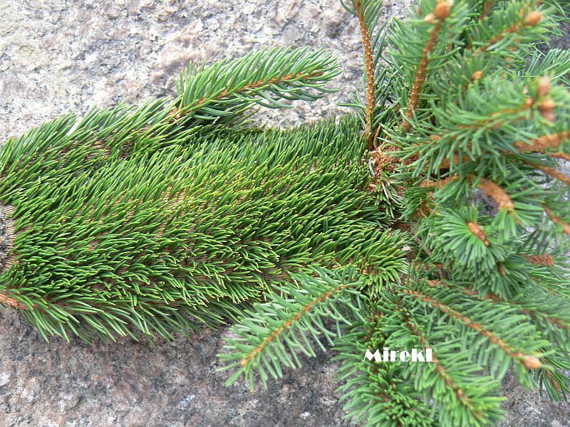 Picea abies 