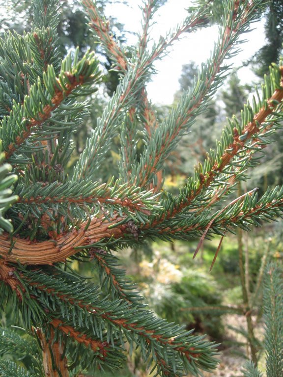 Picea abies 