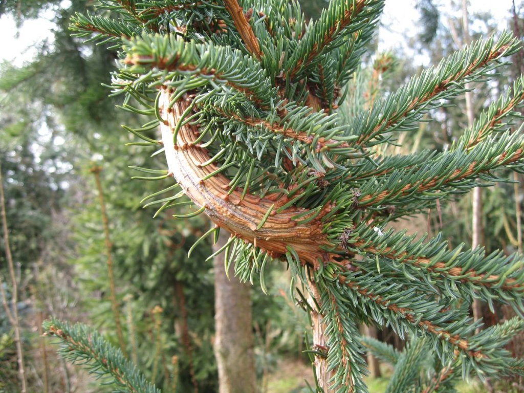 Picea abies 