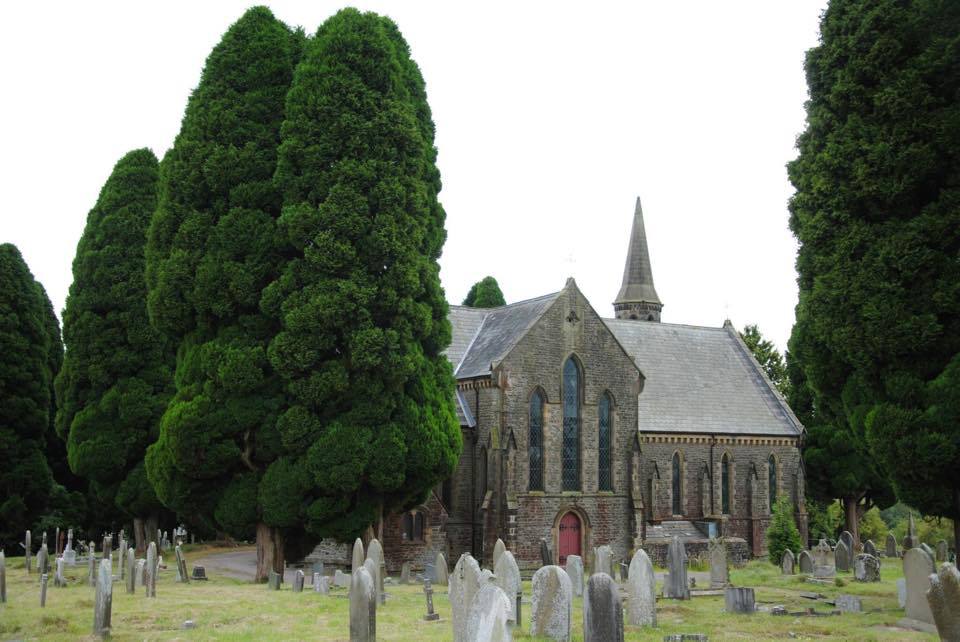 Chamaecyparis lawsoniana 