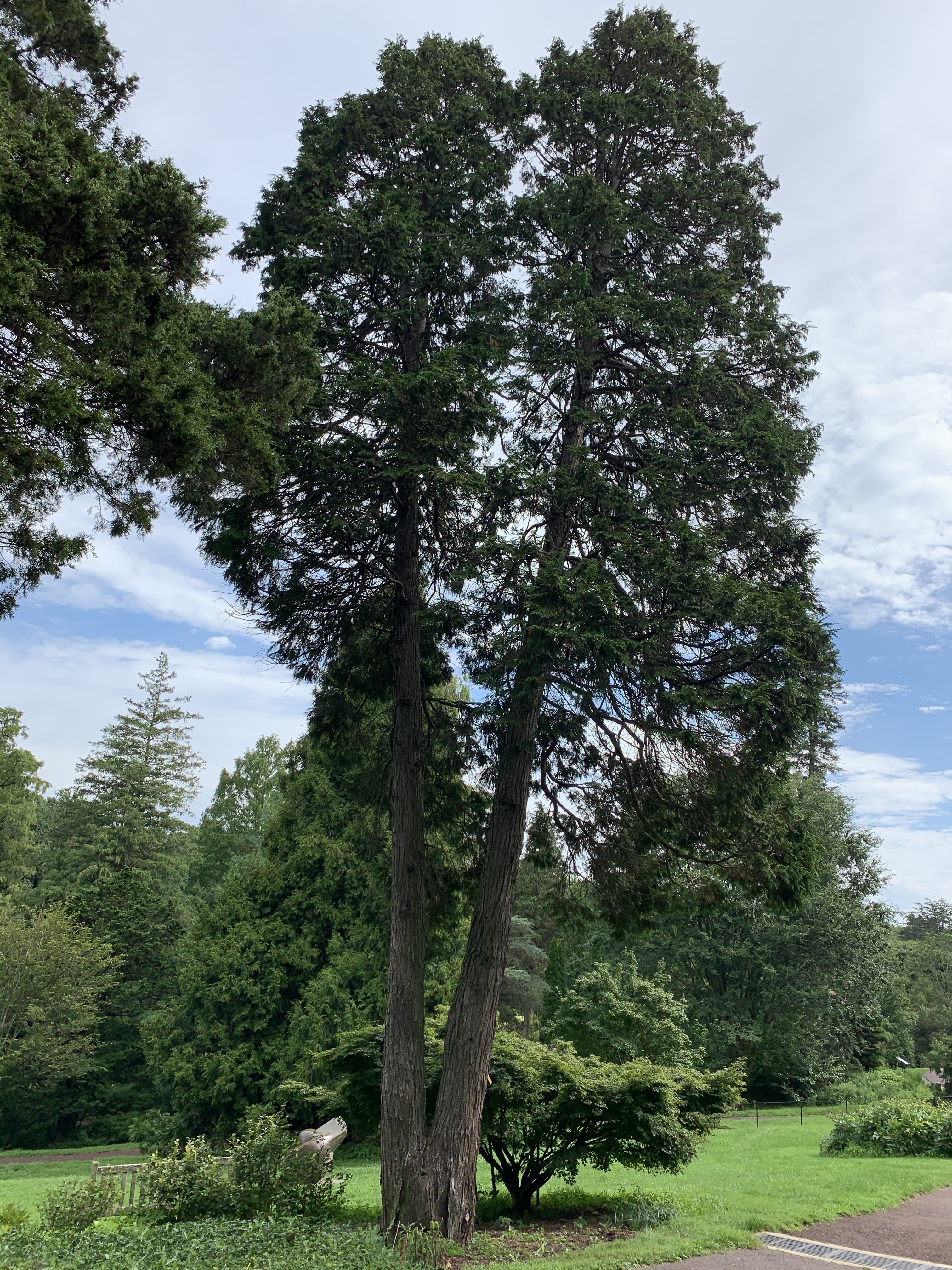 Chamaecyparis lawsoniana 