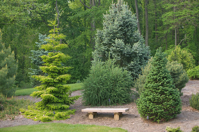 Pseudotsuga menziesii 