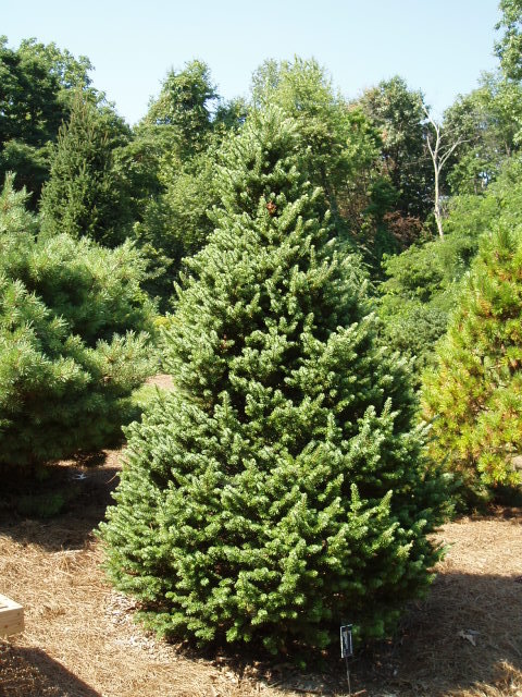 Pseudotsuga menziesii 
