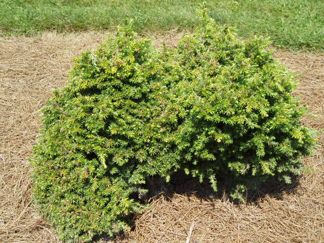 Tsuga canadensis 