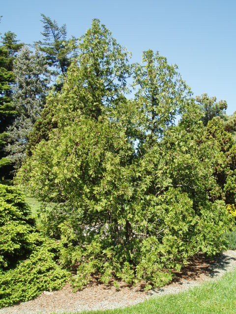 Thuja occidentalis 
