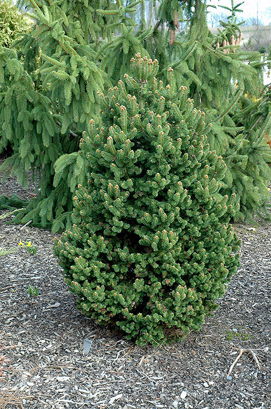 Picea abies 