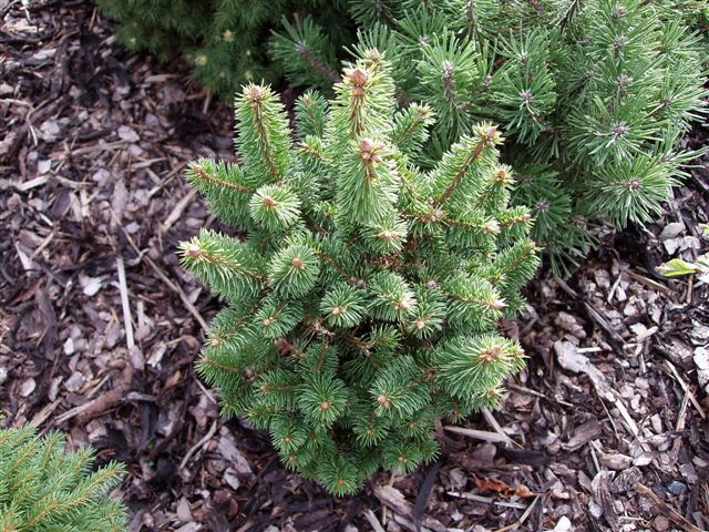 Picea abies 