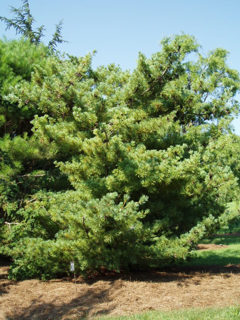 Pinus parviflora 