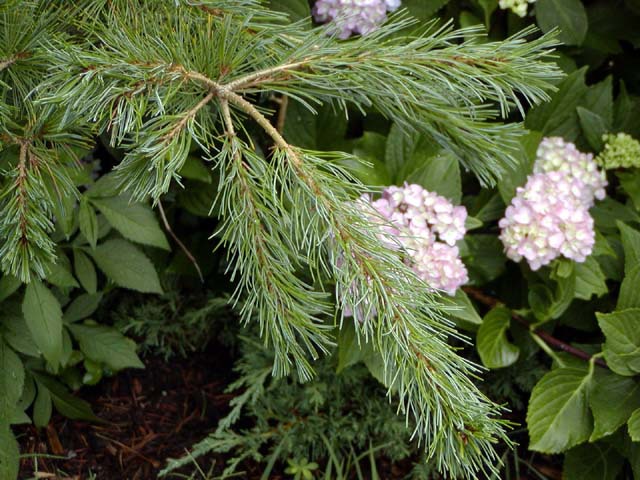 Pinus parviflora 