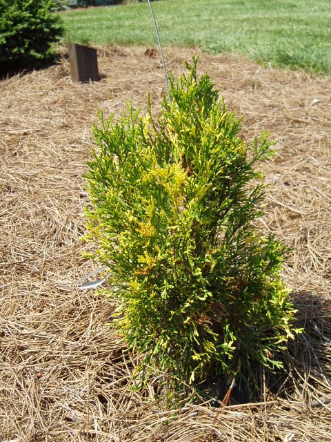 Thuja occidentalis 