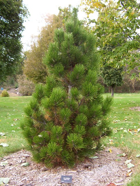 Pinus heldreichii 