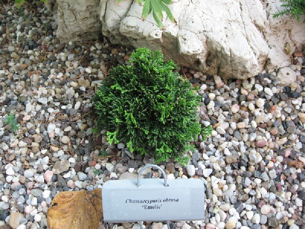 Chamaecyparis obtusa 