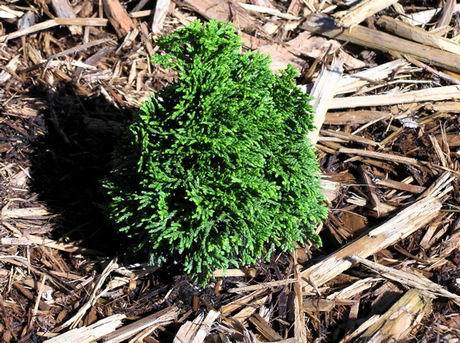 Chamaecyparis obtusa 