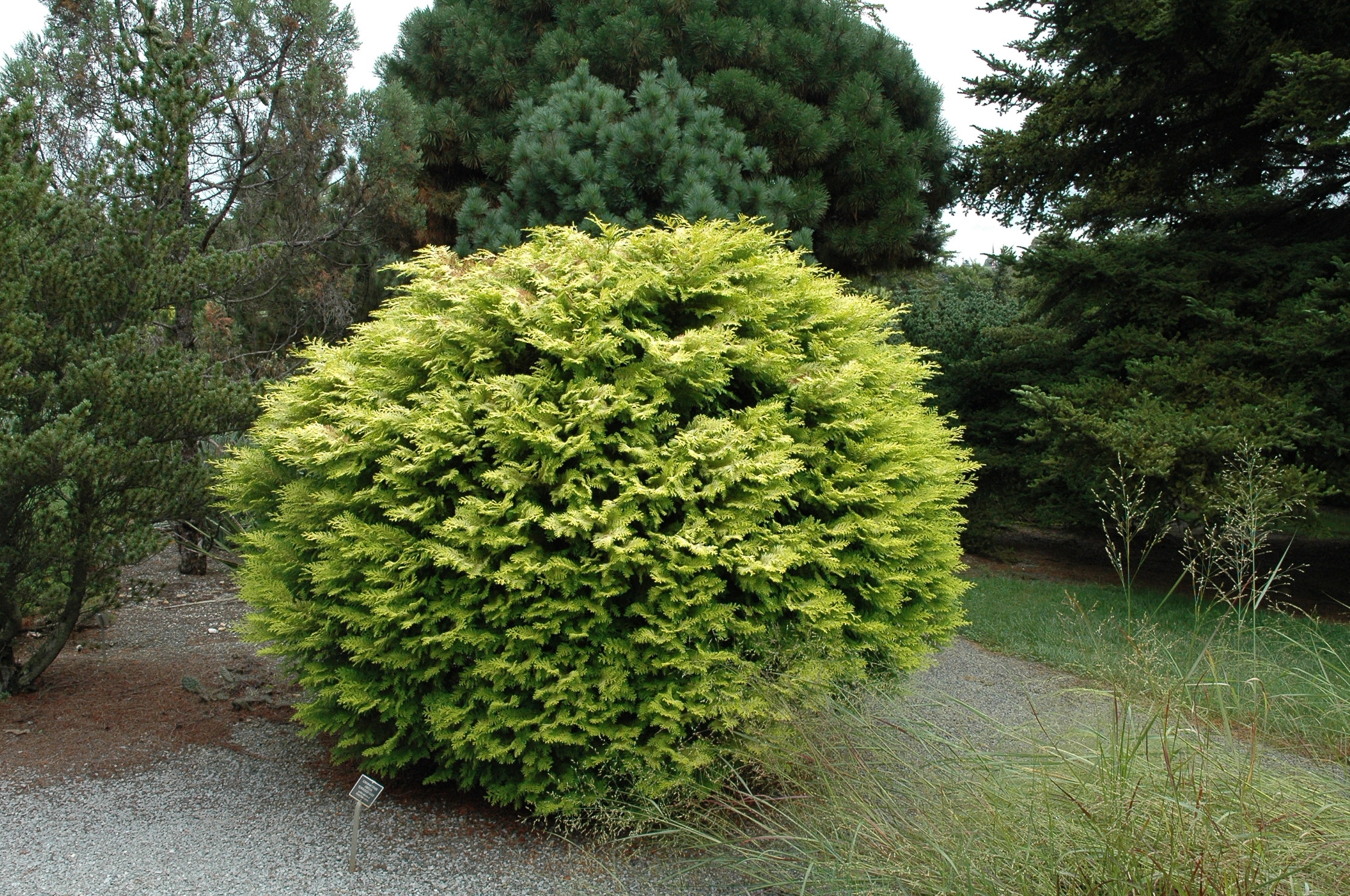 Chamaecyparis obtusa 