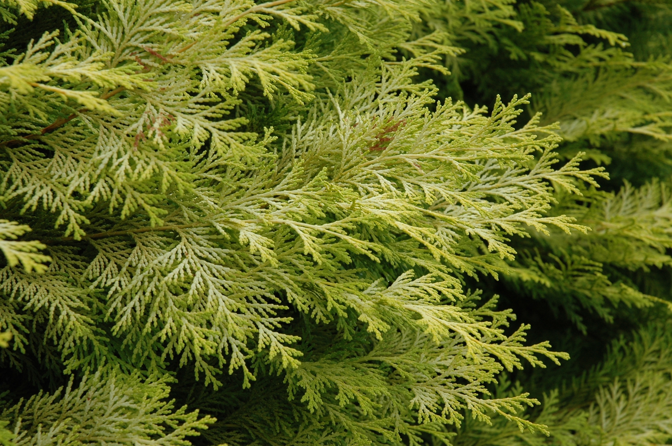 Chamaecyparis obtusa 