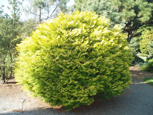 Chamaecyparis obtusa 